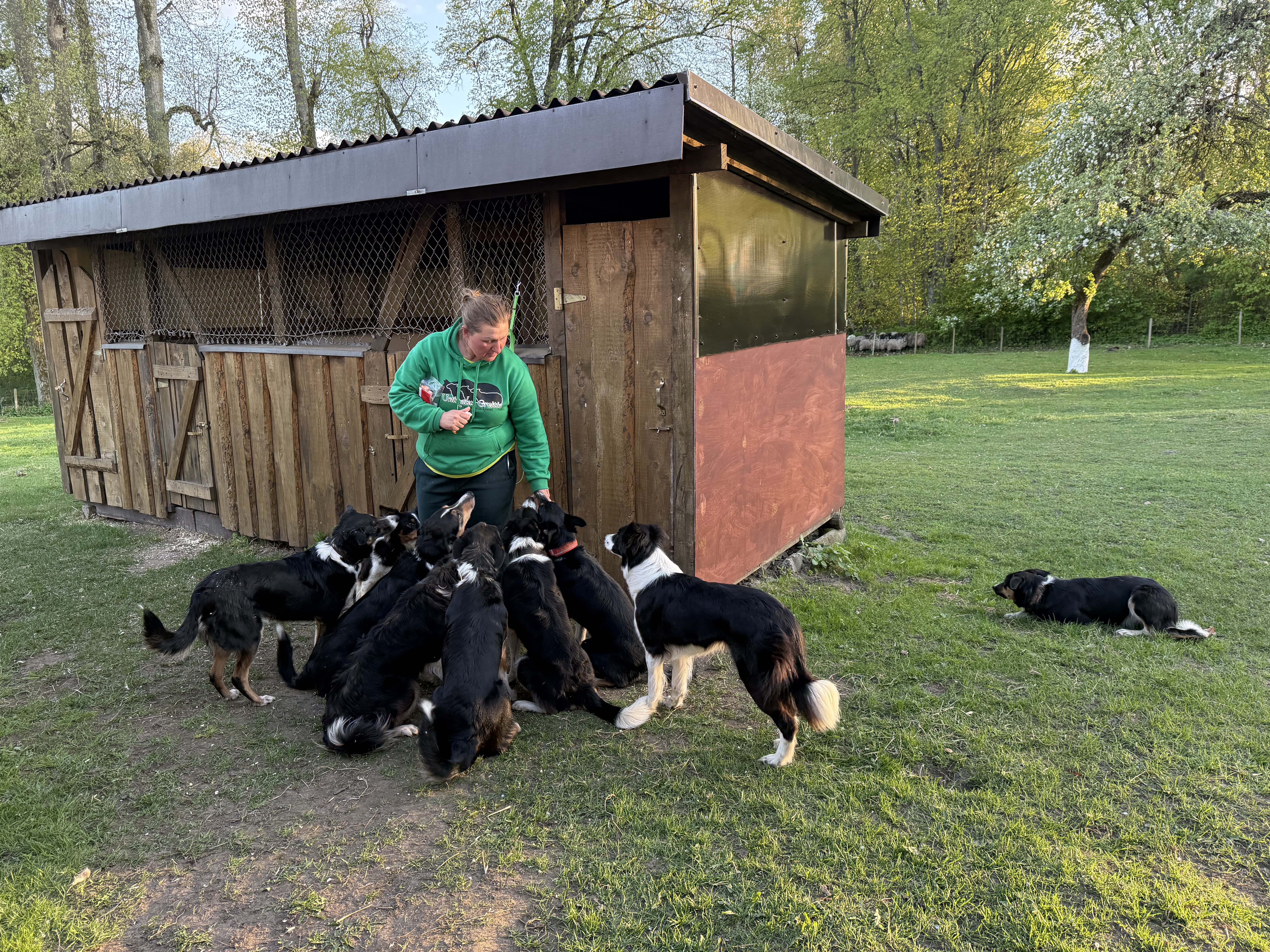 Unikali idėja kaime: atsisakiusi karvių, atsidėjo ganymo su šunimis treniruotėms
