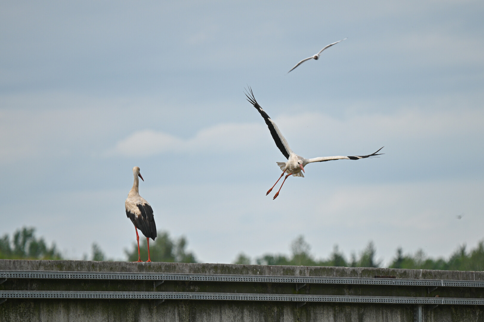 Pavasariai – be gandro bandelių