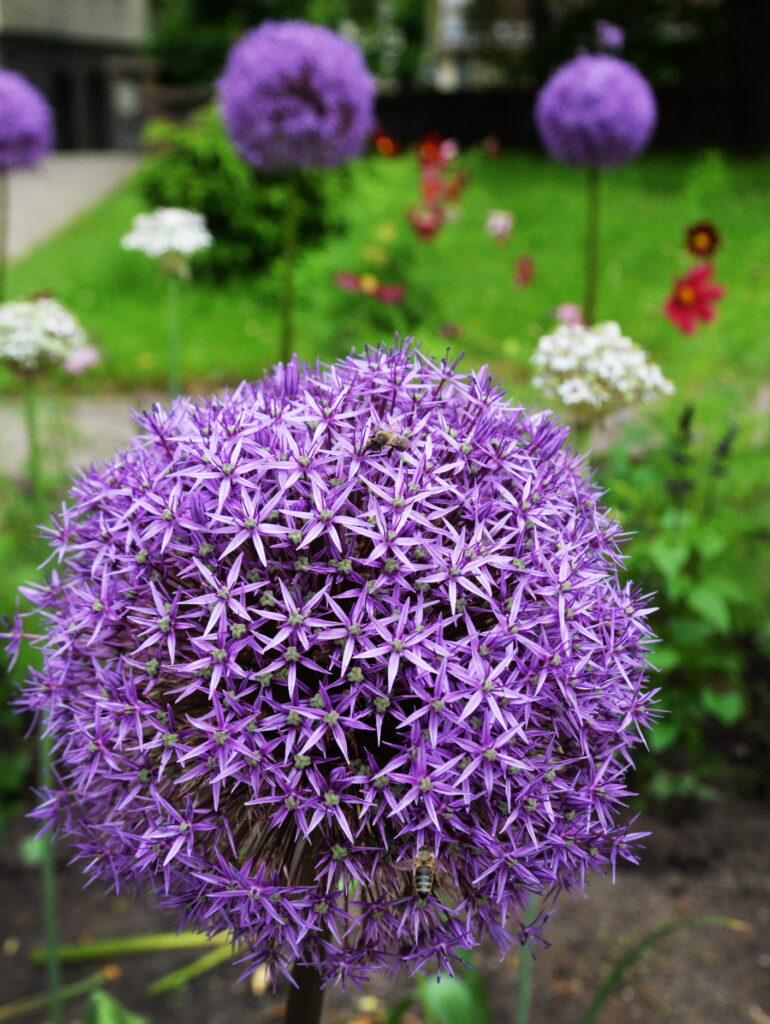 Viešose erdvėse bujoja česnakai, o gyventojai gėlynus slepia už tvorų