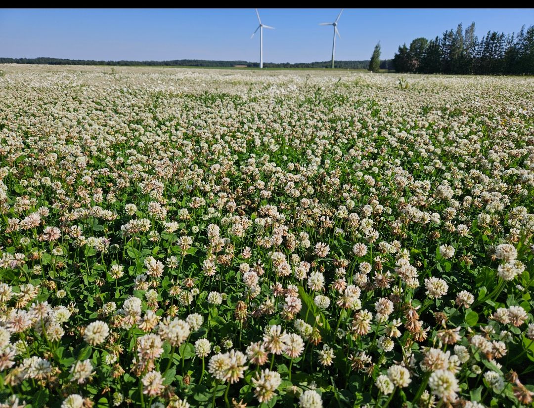 Ūkininko laukuose javus pakeitė žoliniai sėkliniai augalai