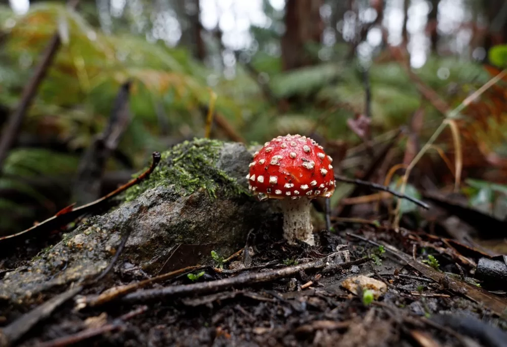 Heroinui prilyginta miško karalienė: už musmirių turėjimą gresia baudžiamoji atsakomybė